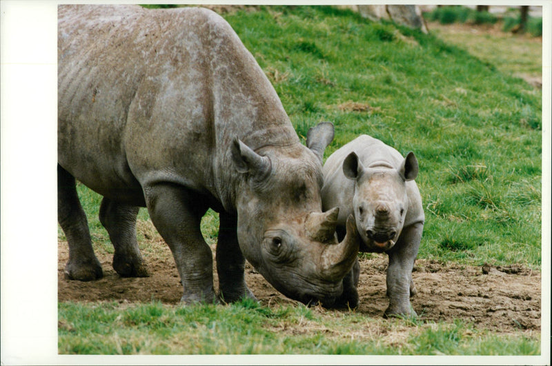 Animal: Rhinoceros - Vintage Photograph