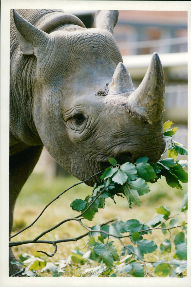 Animal: Rhinoceros - Vintage Photograph