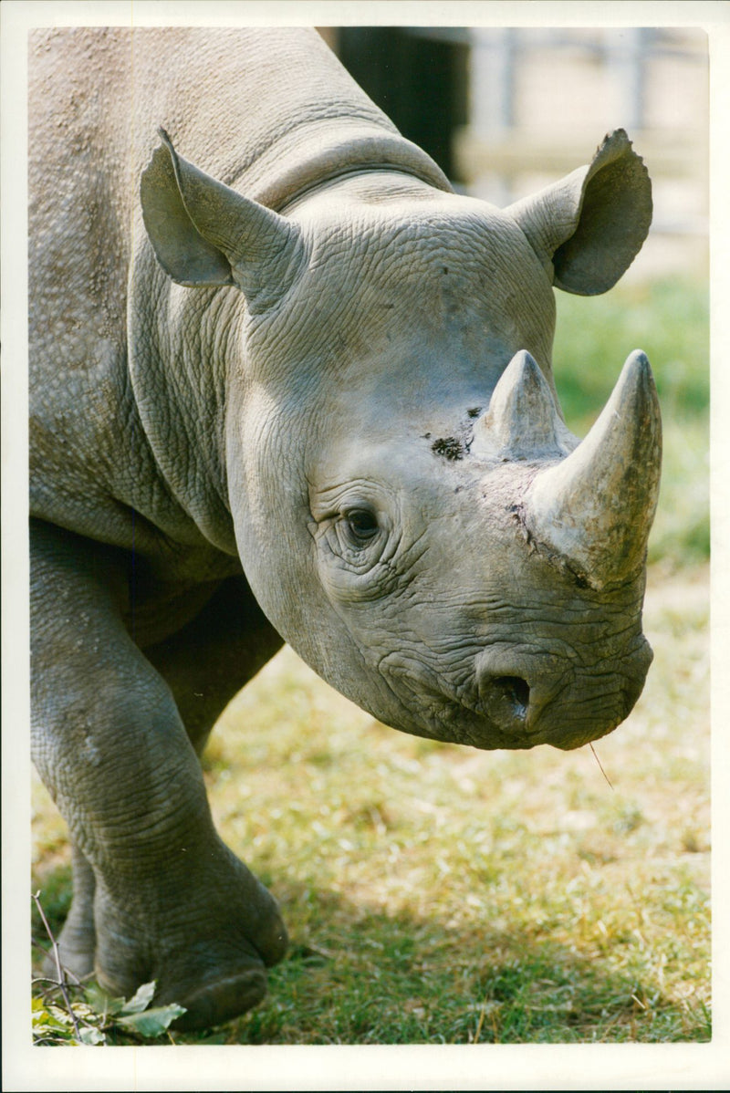 Animal: Rhinoceros - Vintage Photograph