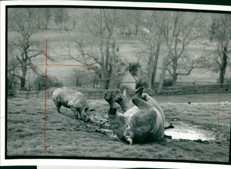 Animal: Rhinoceros - Vintage Photograph