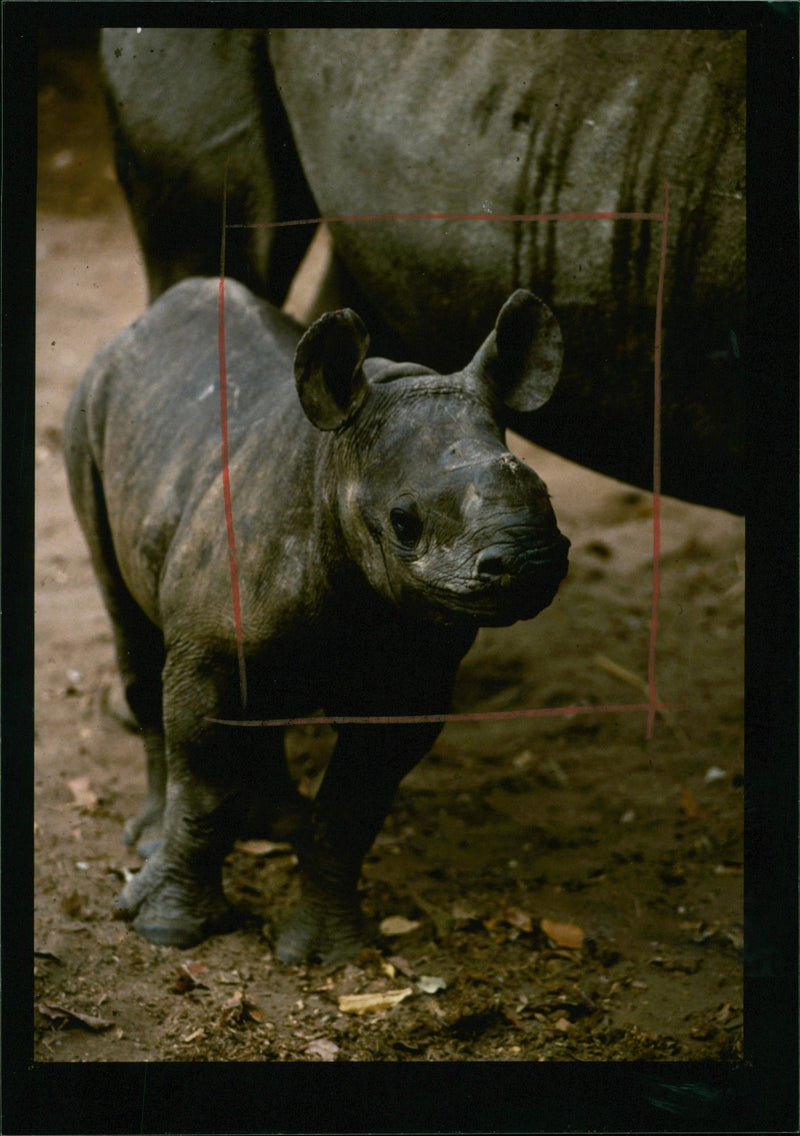 Animal: Rhinoceros - Vintage Photograph