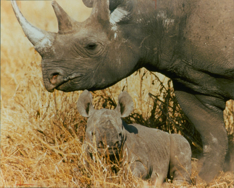 Animal: Rhinoceros - Vintage Photograph