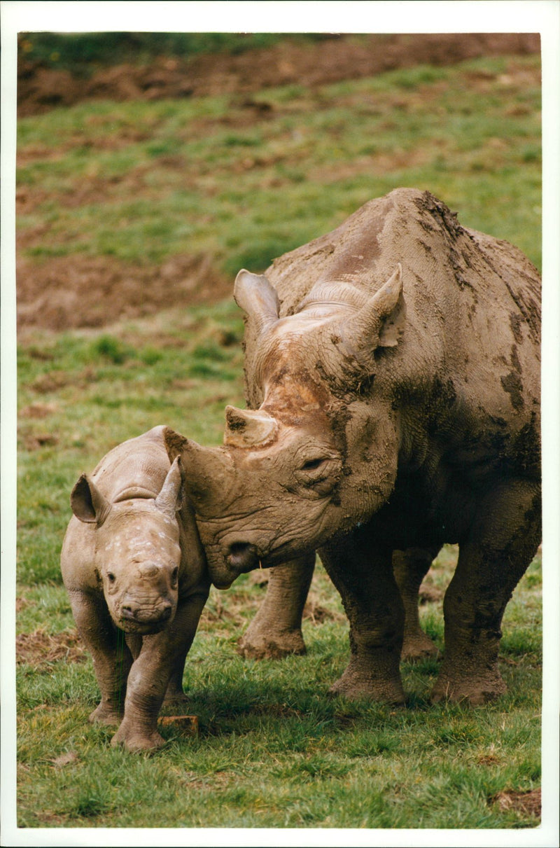 Animal: Rhinoceros - Vintage Photograph