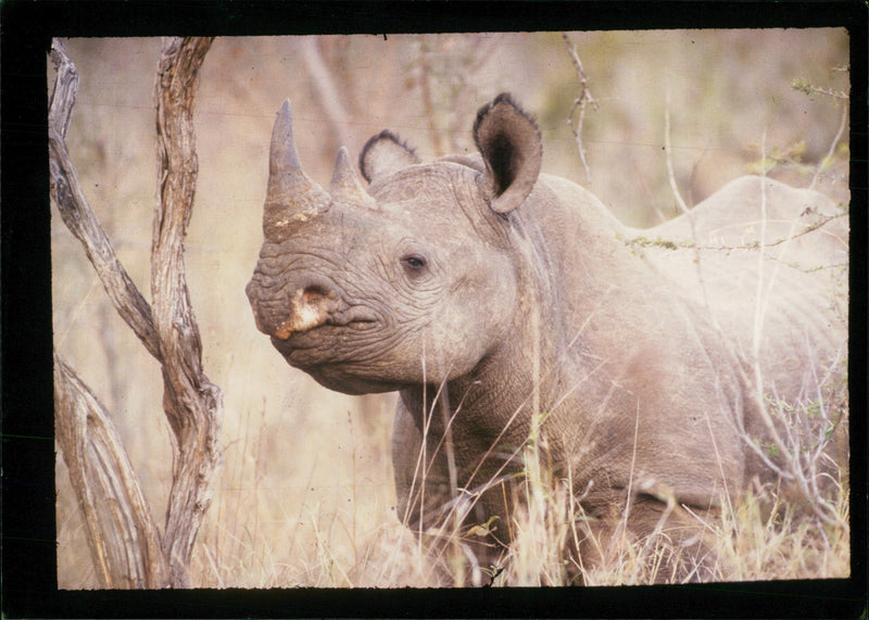 Animal: Rhinoceros - Vintage Photograph