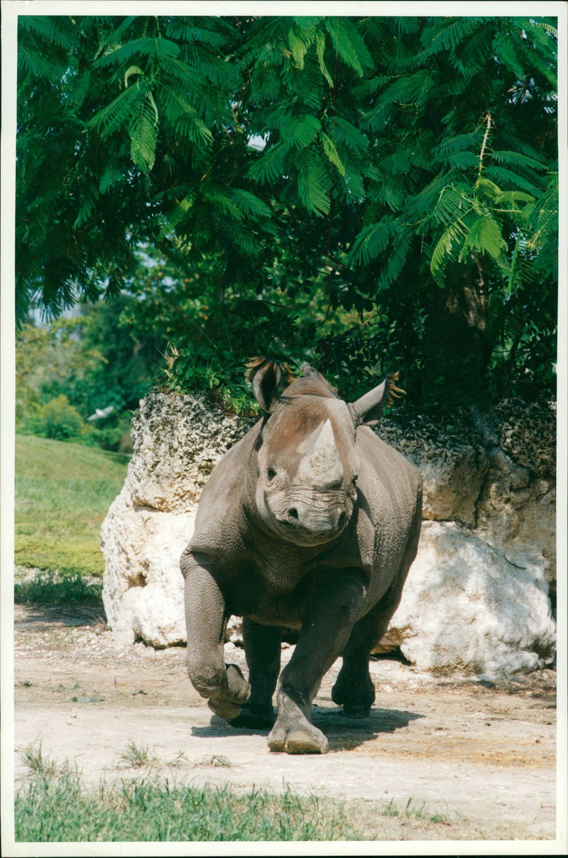 Animal: Rhinoceros - Vintage Photograph