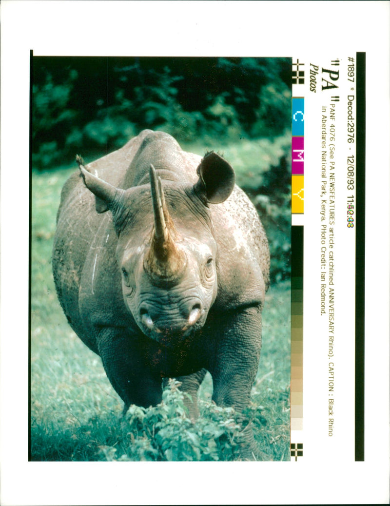 Animal: Rhinoceros - Vintage Photograph