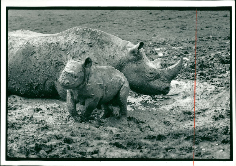 Animal: Rhinoceros - Vintage Photograph