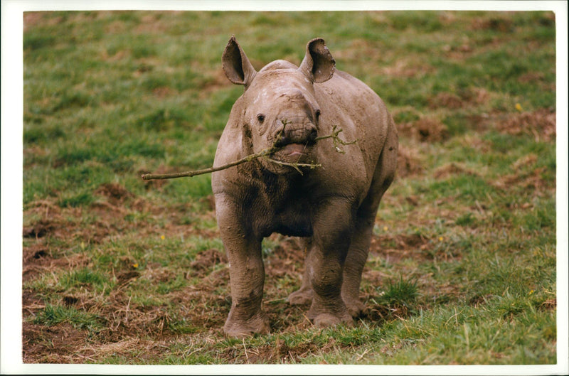 Animal: Rhinoceros - Vintage Photograph