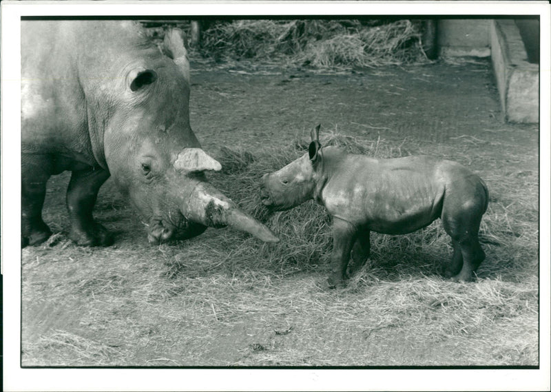 Animal: Rhinoceros - Vintage Photograph