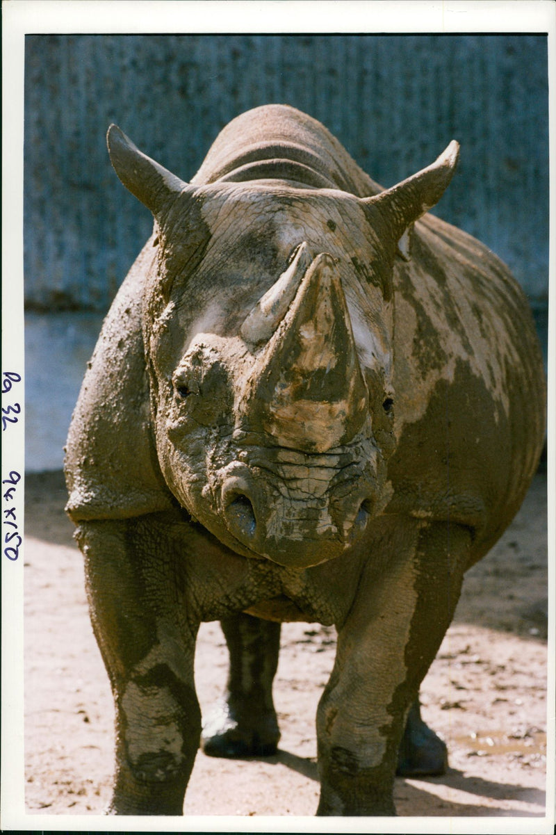 Animal: Rhinoceros - Vintage Photograph