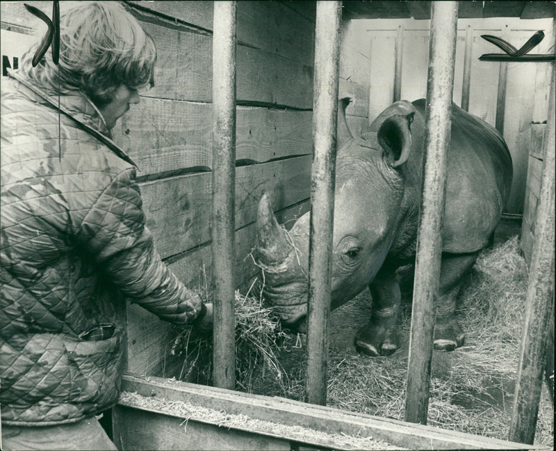 Animal: Rhinoceros - Vintage Photograph