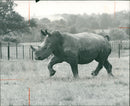 Animal: Rhinoceros - Vintage Photograph