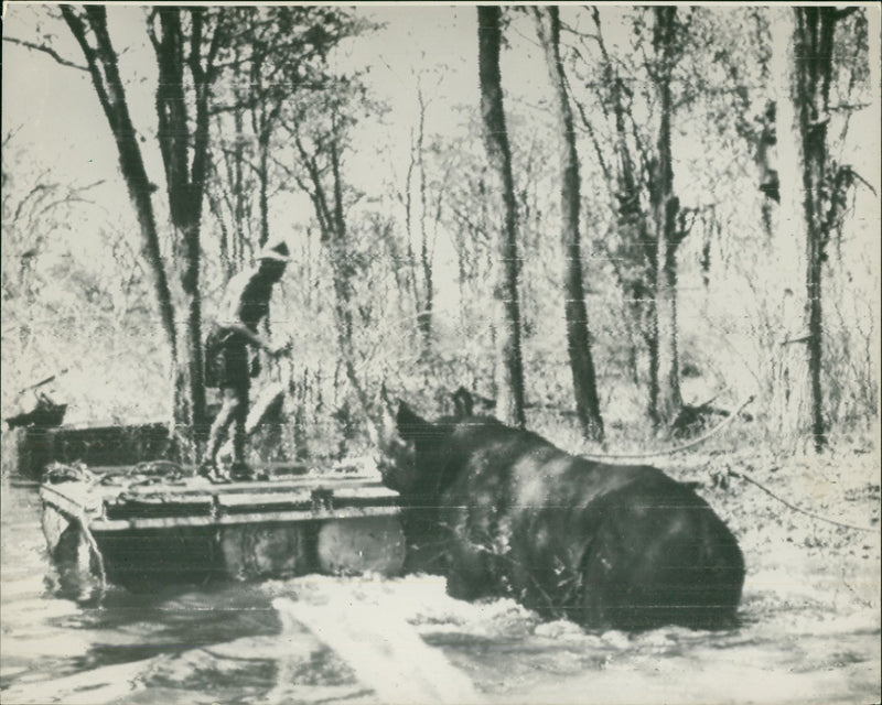 Animal: Rhinoceros - Vintage Photograph