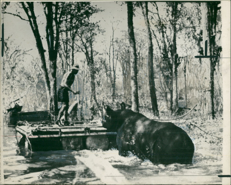 Animal: Rhinoceros - Vintage Photograph