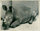 Animal: Rhinoceros - Vintage Photograph
