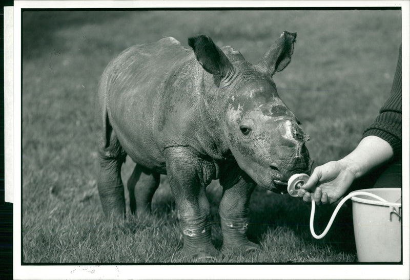 Animal: Rhinoceros - Vintage Photograph