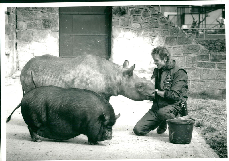 Animal: Rhinoceros - Vintage Photograph