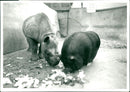 Animal: Rhinoceros - Vintage Photograph