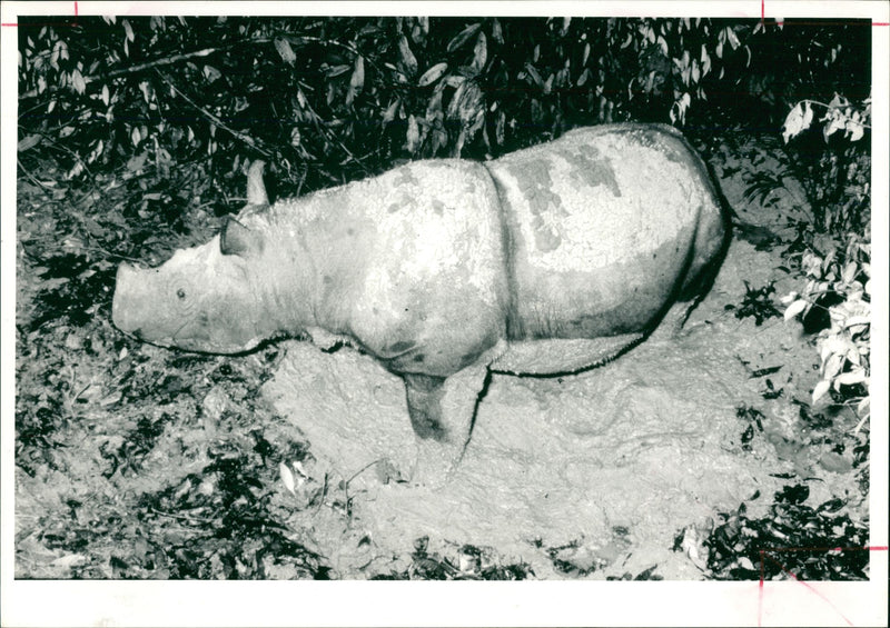 Animal: Rhinoceros - Vintage Photograph