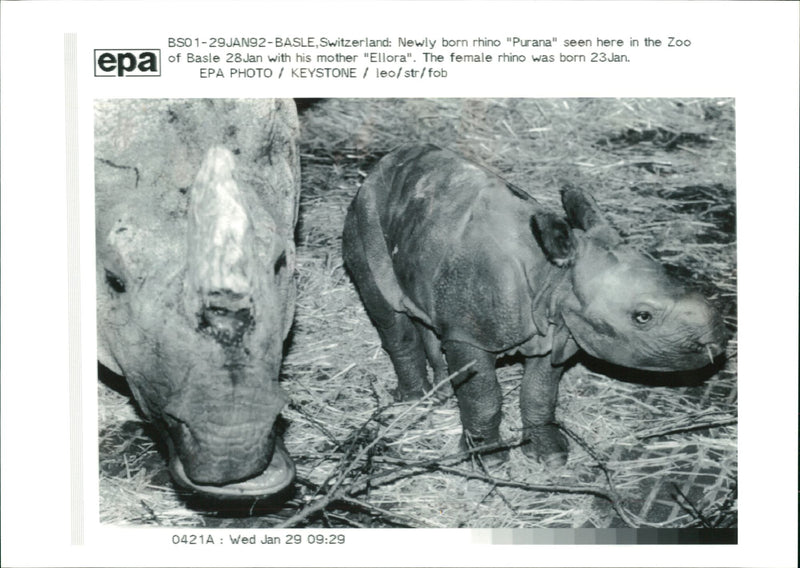 Animal: Rhinoceros - Vintage Photograph