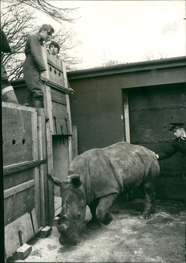 Animal: Rhinoceros - Vintage Photograph