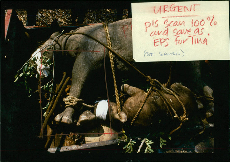 Animal: Rhinoceros - Vintage Photograph