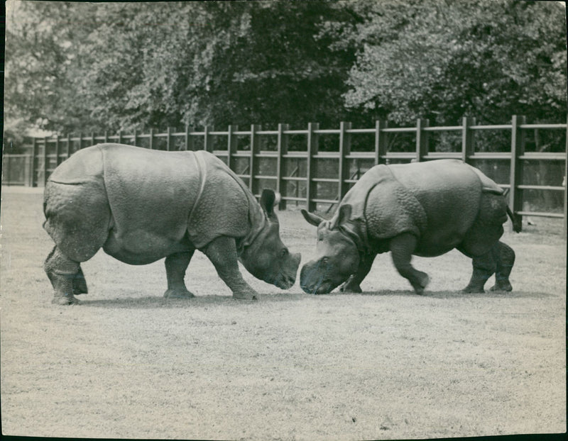 Animal: Rhinoceros - Vintage Photograph