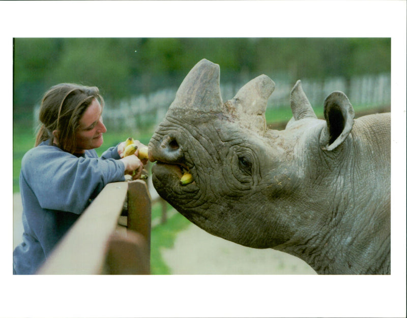 Animal: Rhinoceros - Vintage Photograph