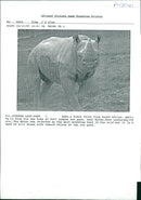 Animal: Rhinoceros - Vintage Photograph