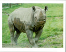 Animal: Rhinoceros - Vintage Photograph