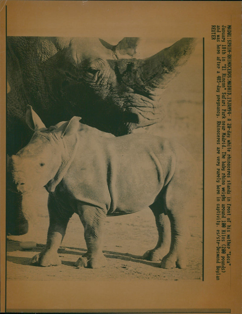 Animal: Rhinoceros - Vintage Photograph