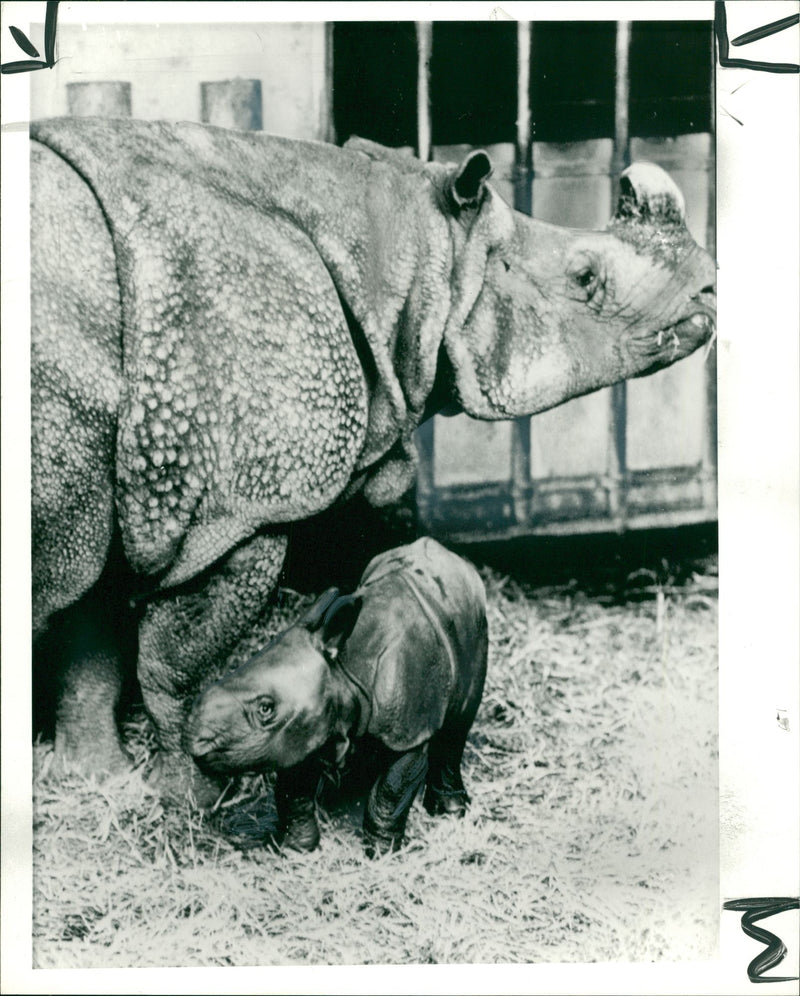 Animal: Rhinoceros - Vintage Photograph