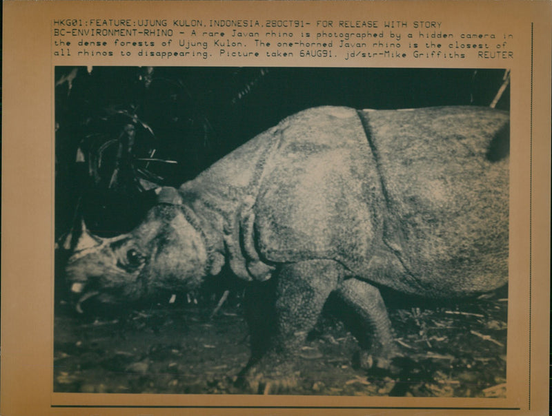 Animal: Rhinoceros - Vintage Photograph