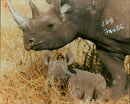 Animal: Rhinoceros - Vintage Photograph