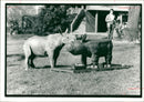 Animal: Rhinoceros - Vintage Photograph