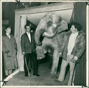 Elephant - Vintage Photograph