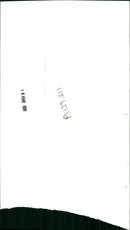 Elephant - Vintage Photograph