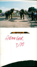 Elephant - Vintage Photograph