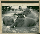 Elephant - Vintage Photograph