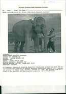 Elephant - Vintage Photograph