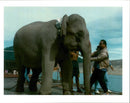 Elephant - Vintage Photograph