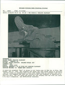 Elephant - Vintage Photograph