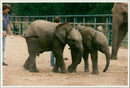Elephant - Vintage Photograph
