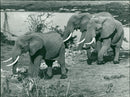 Elephant - Vintage Photograph