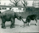 Elephant - Vintage Photograph