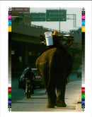 Elephant - Vintage Photograph