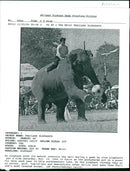 Elephant - Vintage Photograph