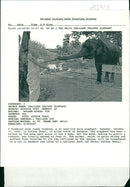 Elephant - Vintage Photograph