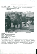 Elephant - Vintage Photograph