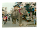 Elephant - Vintage Photograph
